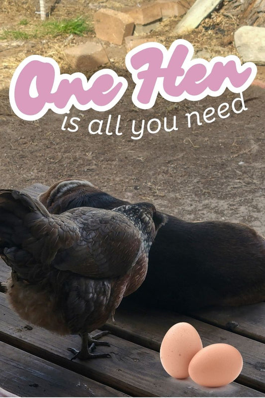 All You Need Is One Hen… to Lay Eggs, Turn Compost, and Boss the Beagle Around!