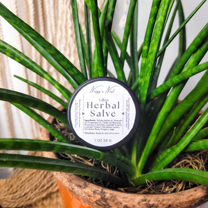 tallow herbal salve skin cream in black tin can with herb plant